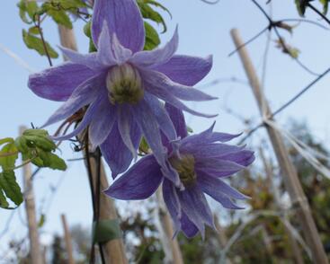 Plamének alpský 'Cecile'