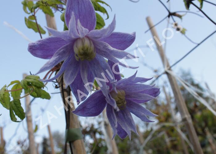 Plamének alpský 'Cecile' - Clematis alpina 'Cecile'