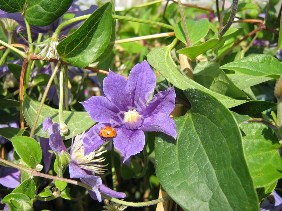 Plamének 'Arabella' - Clematis 'Arabella'