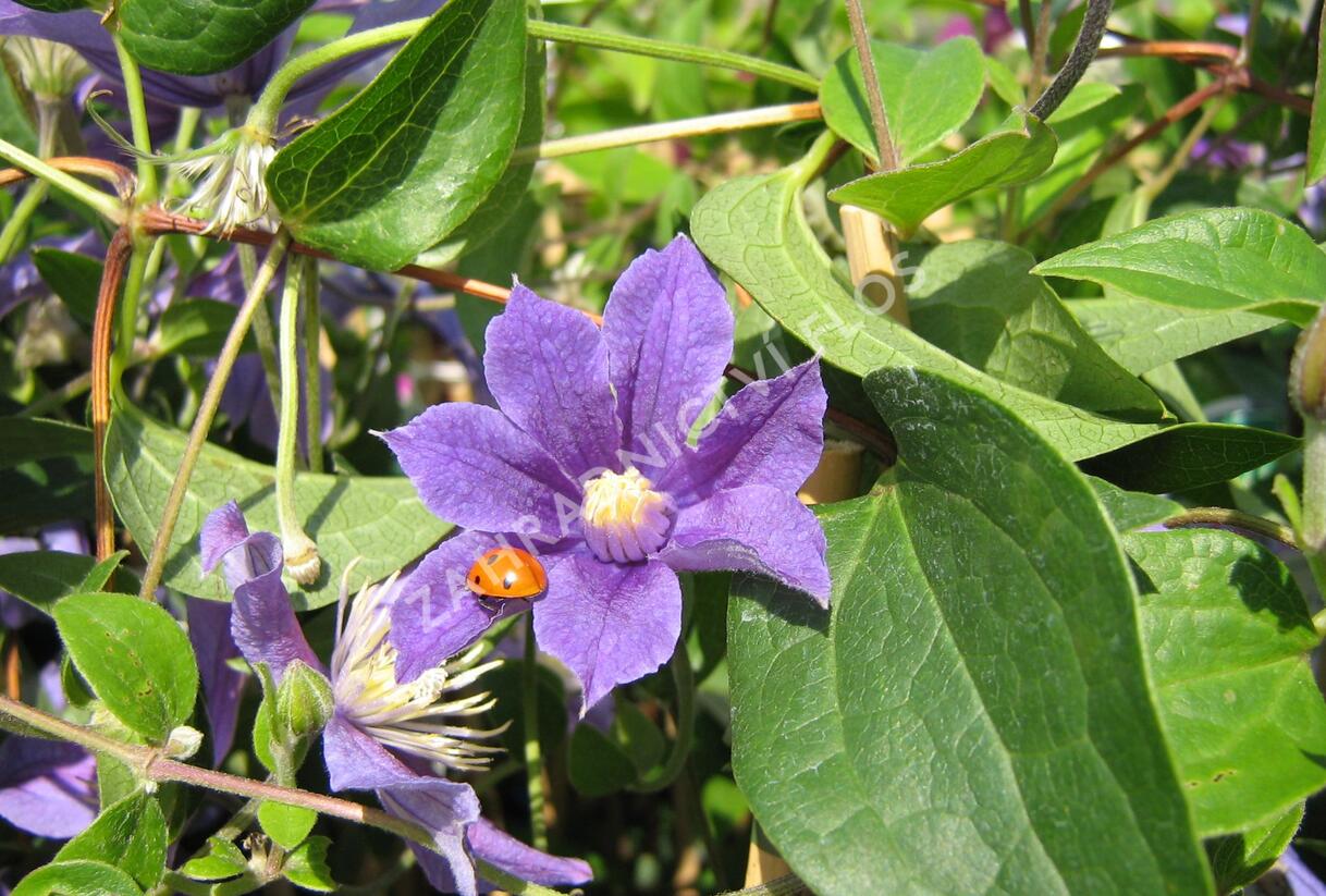 Plamének 'Arabella' - Clematis 'Arabella'