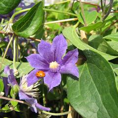 Plamének 'Arabella' - Clematis 'Arabella'