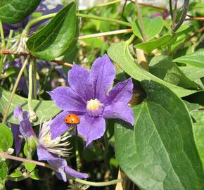 Plamének 'Arabella' - Clematis 'Arabella'