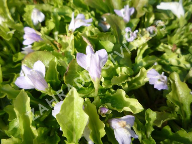 Mazus - Mazus reptans