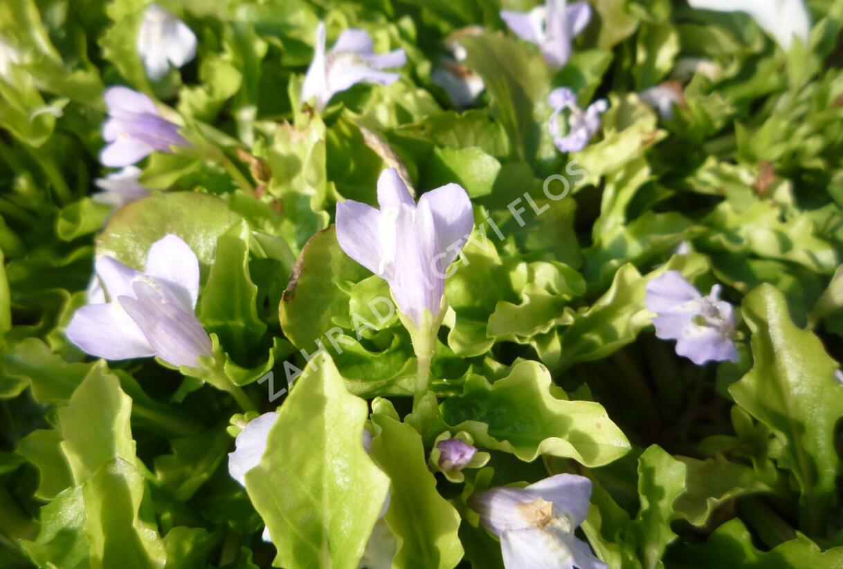 Mazus - Mazus reptans