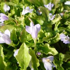 Mazus - Mazus reptans