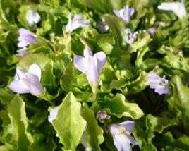 Mazus