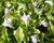 Mazus