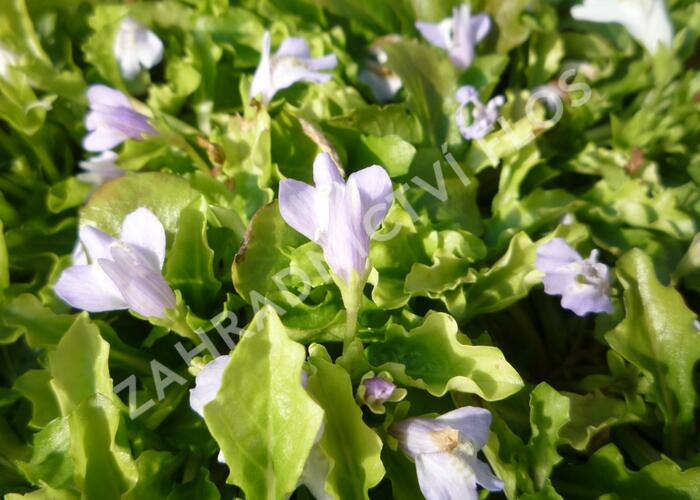Mazus - Mazus reptans