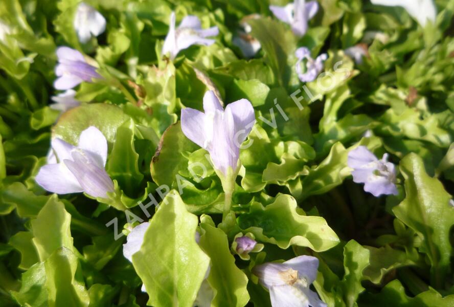 Mazus - Mazus reptans