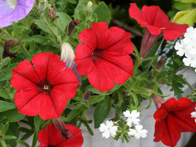 Petúnie 'Scarlet Red' - Petunia hybrida Surfinia 'Scarlet Red'