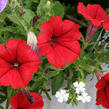 Petúnie 'Scarlet Red' - Petunia hybrida Surfinia 'Scarlet Red'