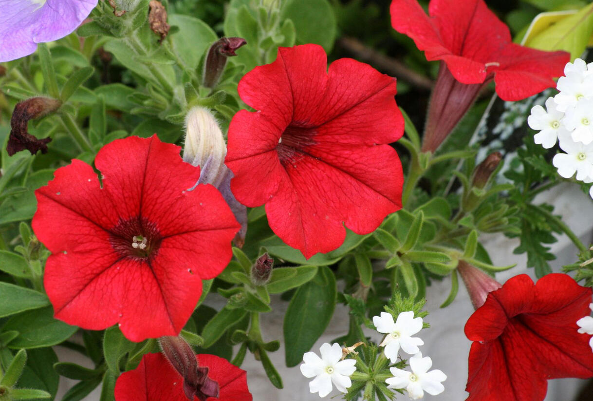 Petúnie, surfínie 'Scarlet Red' - Petunia hybrida Surfinia 'Scarlet Red'