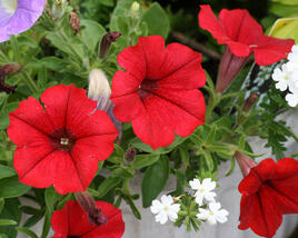Petúnie, surfínie 'Scarlet Red'