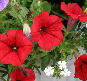 Petúnie 'Scarlet Red' - Petunia hybrida Surfinia 'Scarlet Red'