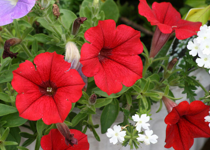 Petúnie 'Scarlet Red' - Petunia hybrida Surfinia 'Scarlet Red'