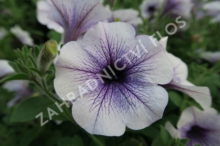 Petúnie 'Blue Vein' - Petunia hybrida Surfinia 'Blue Vein'