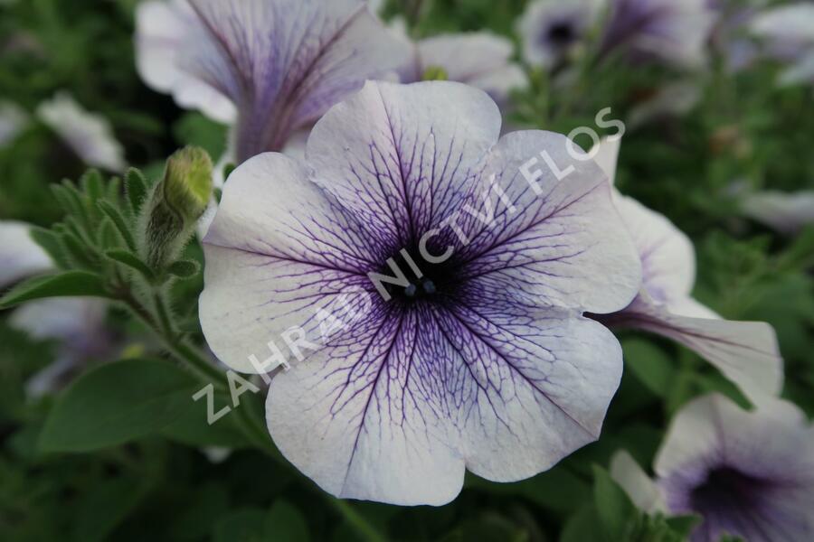 Petúnie 'Blue Vein' - Petunia hybrida Surfinia 'Blue Vein'