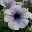 Petúnie 'Blue Vein' - Petunia hybrida Surfinia 'Blue Vein'
