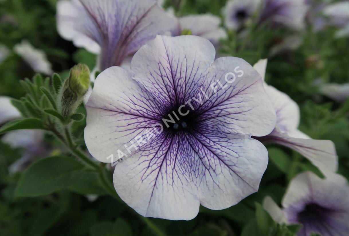 Petúnie, surfínie 'Blue Vein' - Petunia hybrida Surfinia 'Blue Vein'