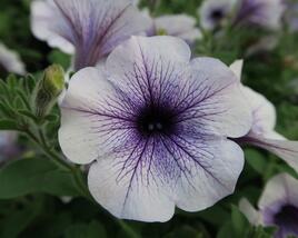 Petúnie, surfínie 'Blue Vein'
