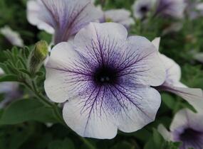 Petúnie, surfínie 'Blue Vein' - Petunia hybrida Surfinia 'Blue Vein'
