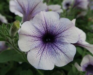 Petúnie, surfínie 'Blue Vein'
