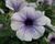 Petúnie, surfínie 'Blue Vein'