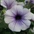 petunie-blue-vein.jpg