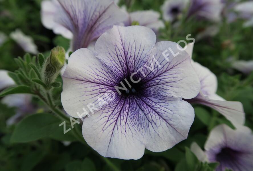 Petúnie, surfínie 'Blue Vein' - Petunia hybrida Surfinia 'Blue Vein'