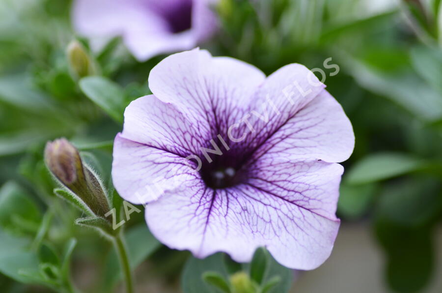 Petúnie 'Purple Vein' - Petunia hybrida Surfinia 'Compact Purple Vein'