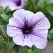 Petúnie 'Purple Vein' - Petunia hybrida Surfinia 'Compact Purple Vein'