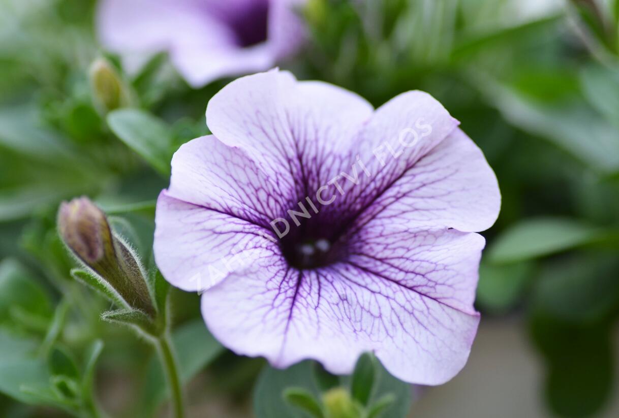 Petúnie, surfínie 'Purple Vein' - Petunia hybrida Surfinia 'Compact Purple Vein'