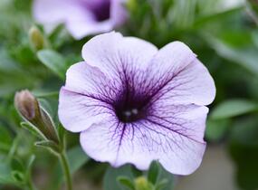 Petúnie, surfínie 'Purple Vein' - Petunia hybrida Surfinia 'Compact Purple Vein'