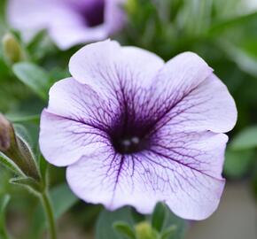Petúnie 'Purple Vein' - Petunia hybrida Surfinia 'Compact Purple Vein'