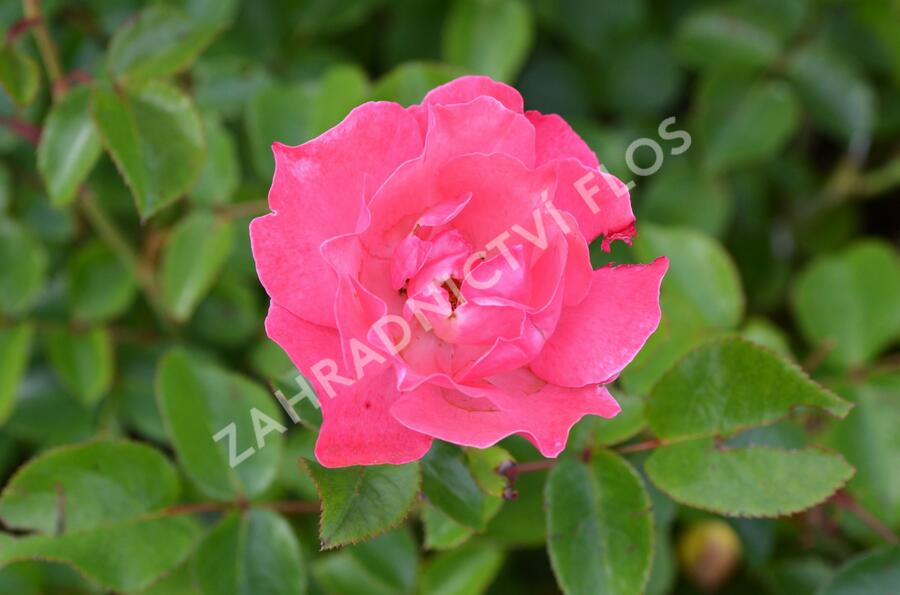 Růže mnohokvětá 'Iga 83 München' - Rosa MK 'Iga 83 München'