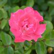 Růže mnohokvětá 'Iga 83 München' - Rosa MK 'Iga 83 München'