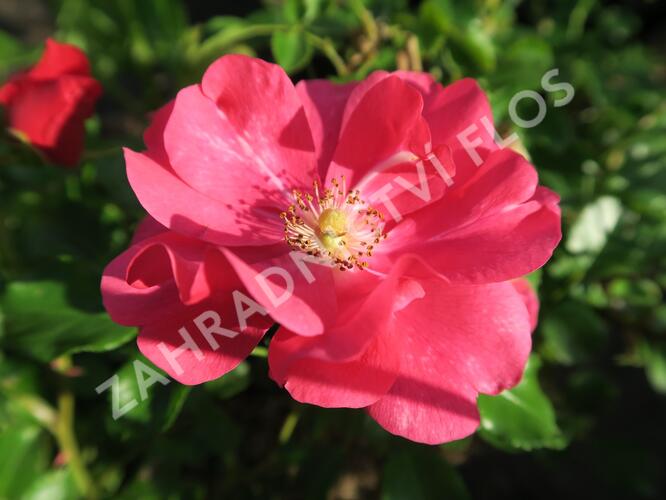 Růže mnohokvětá 'Sommermärchen' - Rosa MK 'Sommermärchen'