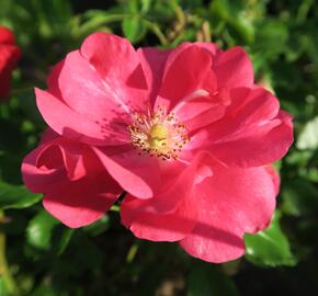Růže mnohokvětá 'Sommermärchen' - Rosa MK 'Sommermärchen'
