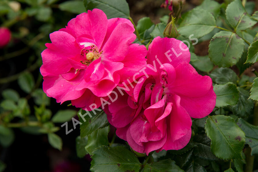 Růže mnohokvětá 'Sommermärchen' - Rosa MK 'Sommermärchen'