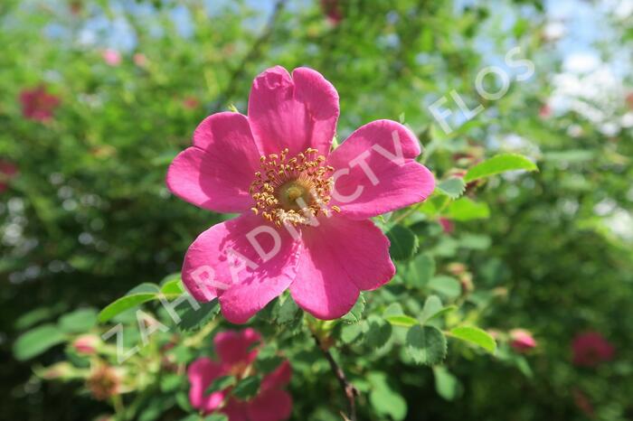 Růže Moyesova - Rosa moyesii