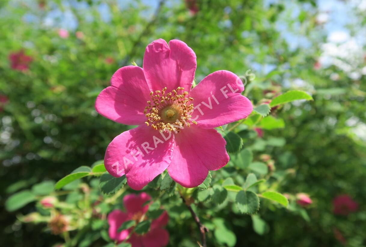 Růže Moyesova - Rosa moyesii