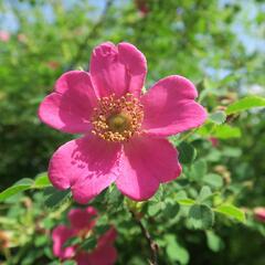 Růže Moyesova - Rosa moyesii