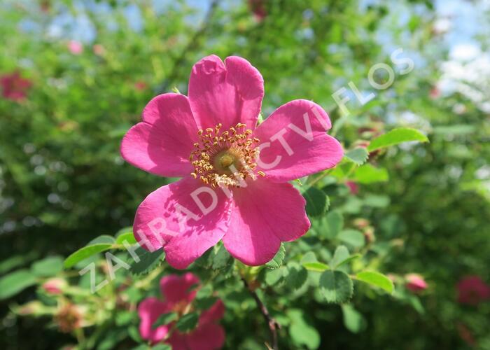 Růže Moyesova - Rosa moyesii