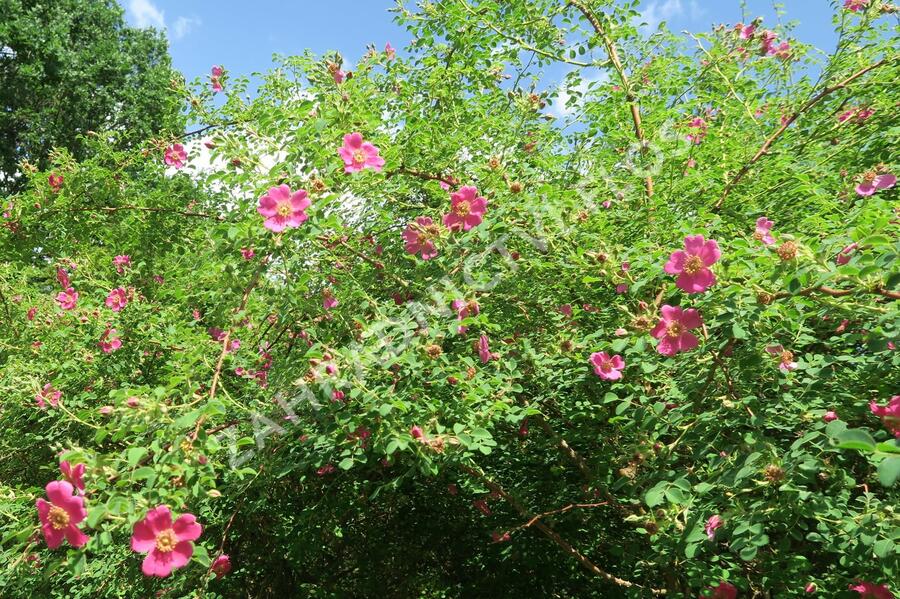 Růže Moyesova - Rosa moyesii
