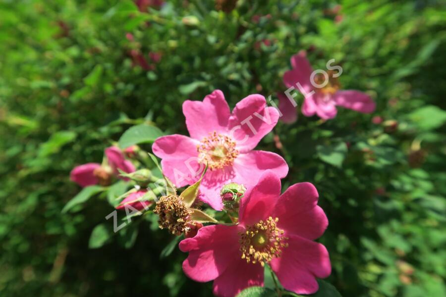 Růže Moyesova - Rosa moyesii