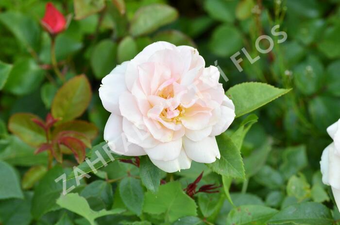 Růže mnohokvětá Kordes 'Lion's Rose' - Rosa MK 'Lion's Rose'
