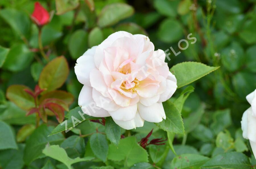 Růže mnohokvětá Kordes 'Lion's Rose' - Rosa MK 'Lion's Rose'