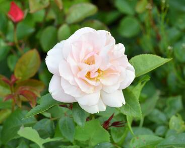 Růže mnohokvětá Kordes 'Lion's Rose'