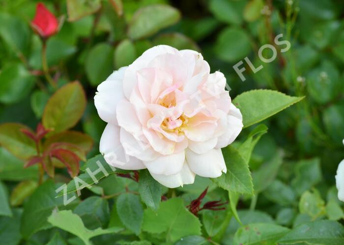 Růže velkokvětá 'Lion's Rose' - Rosa VK 'Lion's Rose'