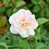 ruze-velkokveta-lion-s-rose.jpg